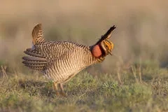 WAFWA's Lesser Prairie Chicken Technical Service Provider Training